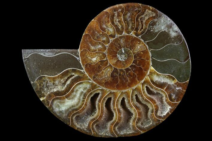 Agatized Ammonite Fossil (Half) - Madagascar #83873